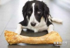 怎么给狗狗选择狗咬胶