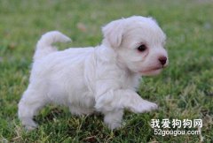 未成年犬喂养知识