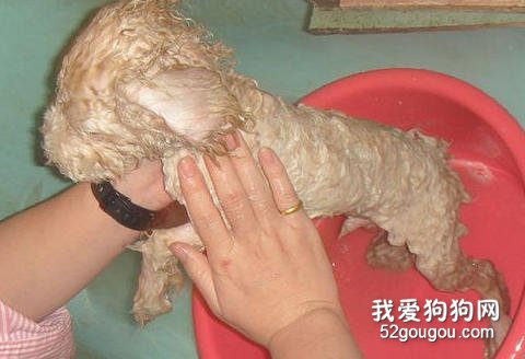 贵宾犬洗澡