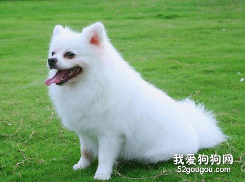 博美犬美容