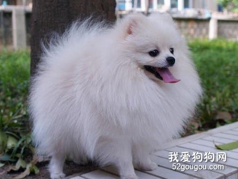 博美犬家庭美容