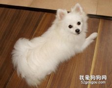 博美犬的成长管理