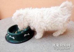 比熊爱吃的天然食品