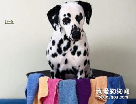 斑点犬洗澡