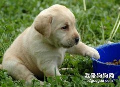 幼犬的饮食要注意什么