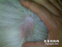 宠物犬脱毛怎么办？