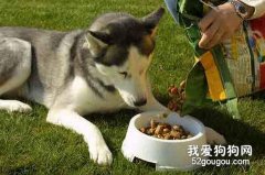 成犬期狗狗的六大营养