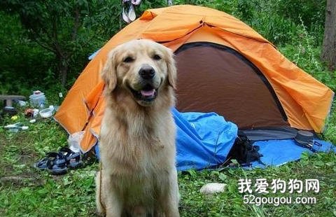 带狗狗户外运动