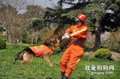 巧用食物刺激训练搜救犬！