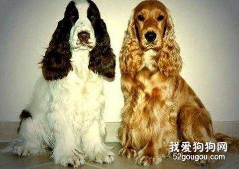 可卡犬