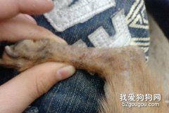 怎样防治人犬共患皮癣？