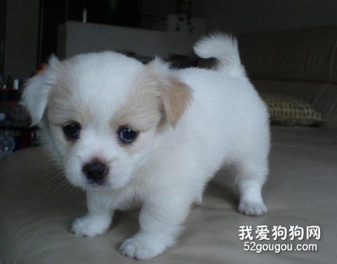 照顾幼犬