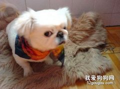 怎样避免小型犬出现腰椎问题？