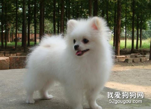 饲养博美犬