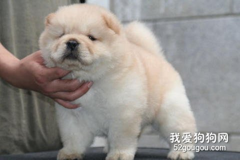 饲养幼犬