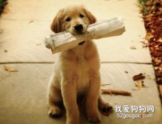 哪些因素会影响训犬只训练？