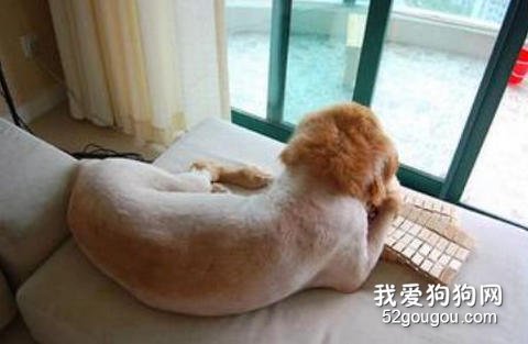 给狗狗剃毛