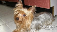 怎样喂养丝毛犬？