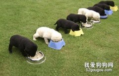 狗狗需要什么样的食物？