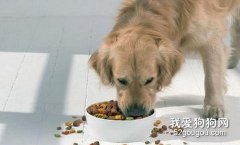 狗狗吃狗粮有什么好处？