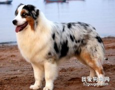 怎样给澳洲牧羊犬去皮屑？