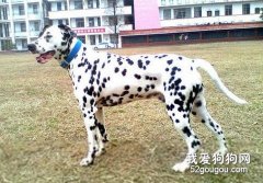 斑点犬尾巴流血怎么办？