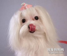 犬只为什么要梳洗？