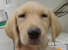 如何照顾传染病犬只？