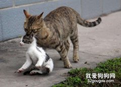 搬家时猫猫该何去何从？