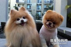 小型犬怎么喂养？