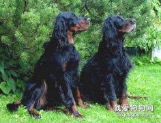 哥顿雪达犬的饲养方法