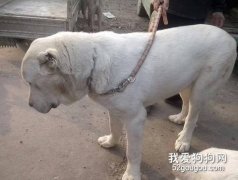 怎样养护成年犬？