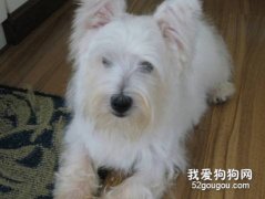 硬毛犬怎样梳毛？