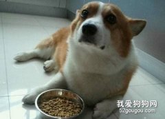 猫狗挑食怎么办？