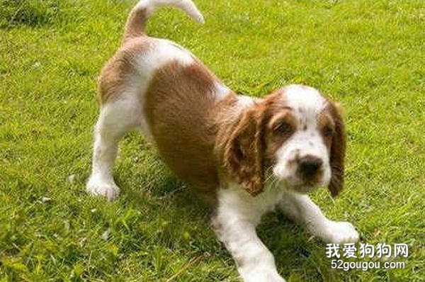 史宾格犬