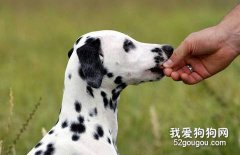 给狗狗喂食的方法