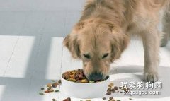 如何调整狗狗的食量？