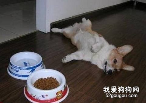 狗狗吃食