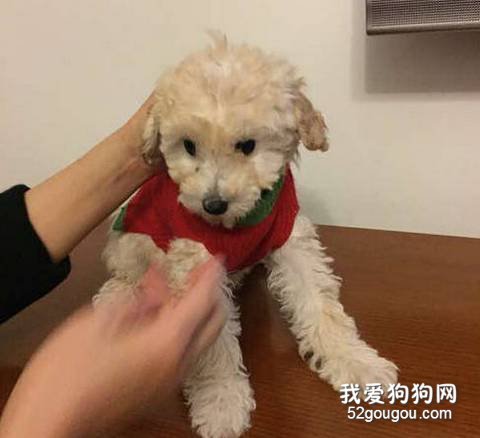 贵宾犬打针