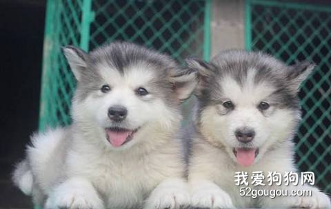 阿拉斯加幼犬