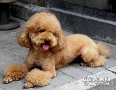 贵宾犬指甲需要常修剪