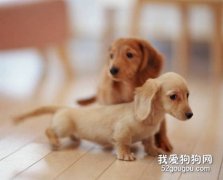 腊肠犬比较容易得的寄生虫病