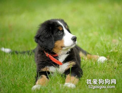 养伯恩山犬