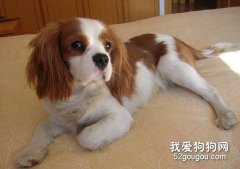 骑士查理王小猎犬怎么养？