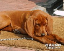 大型犬需求和补钙的误区