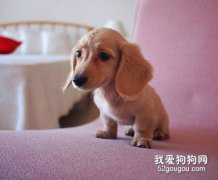 怎样预防犬的低血糖症？