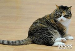 如何才能把猫咪养肥