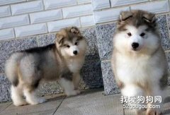 怎么喂养阿拉斯加雪橇犬幼犬？