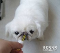 帮狗狗驱虫需要注意什么？