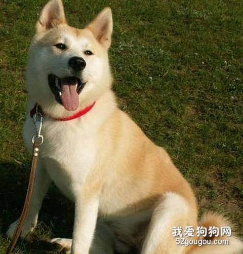 防止被秋田犬咬